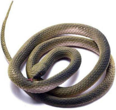 DTD Creation Fake For Prank(Colour as per availibility) Snake Gag Toy(Multicolor)