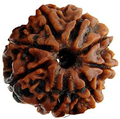 numeroastro Nepali Eight Faced Rudraksha / 8 face / 8 mukhi/Aath Mukhi Rudraksha Bead with Lab Certificate (1 Pc) Wood Pendant