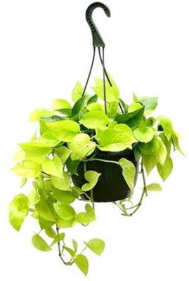 Starlink Money Plant(Hybrid, Pack of 1)