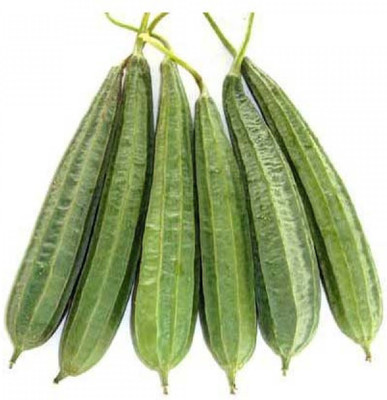 XOLDAA FI QUALITY RIDGE GOURD Seed(13 per packet)