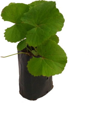 ADITYA GREEN PLANTS AGP Heart Leaf Oxycardium Plant(Pack of 1)