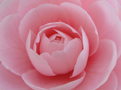 Nema Camellia Flowers Seeds - 50 Seeds Seed(50 per packet)