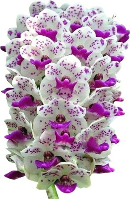 Futaba Orchid Cymbidium Seed(100 per packet)