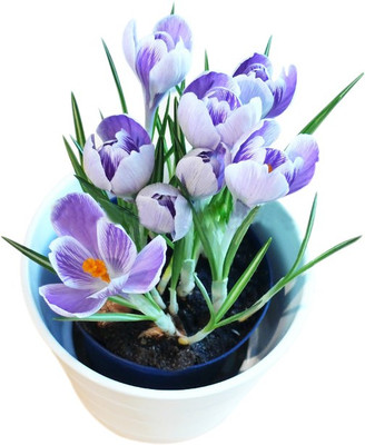 Nema Crocus Sativus flower seed - 100 Seeds Seed(100 per packet)