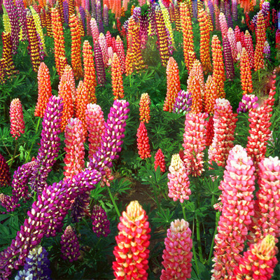 Futaba Mixed Russell Lupine 100 Pcs Seed(100 per packet)
