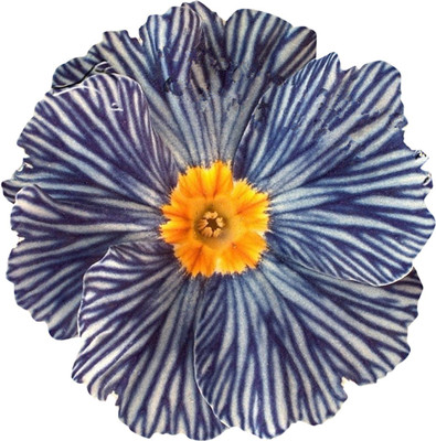 Redoak Zebra evening primrose Seeds - 10 Pcs Seed(10 per packet)