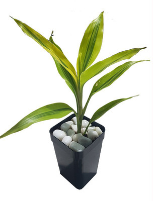 My Dream Nursery Two Layer Bamboo Plant(Hybrid, Pack of 1)