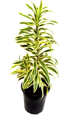 GreenyOn Song Of India Plant(Hybrid, Pack of 1)