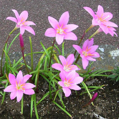 Audbhidhi Rain/Zephyranthes Lily Pink Summer Seed for Home Garden Combo Flower Bulb Seed(5 per packet)