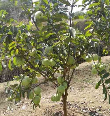 MGBN AMROOD/PSIDIUM GUAJAVA/GUAVA SEEDS (25 GM) Seed(25 per packet)