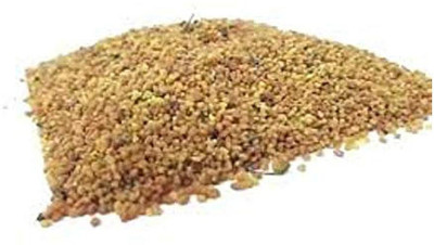 MGBN KALMEGH-NILA VEMBU-ANDROGRAPHIS PANICULATA SEED - 5 GM Seed(3000 per packet)