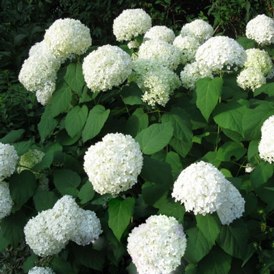 Redoak Dwarf White Hydrangea Seed(100 per packet)