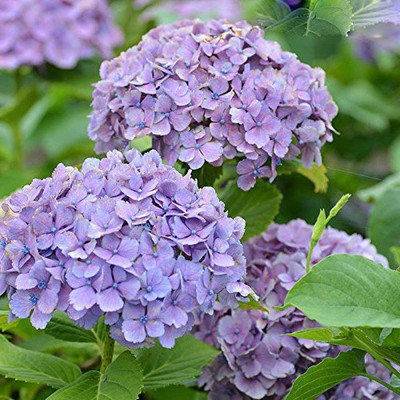 Redoak Hydrangea Flower Seeds Seed(100 per packet)