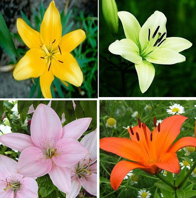 Futaba Lily Flower Garden Seed - 50 pcs Seed(50 per packet)