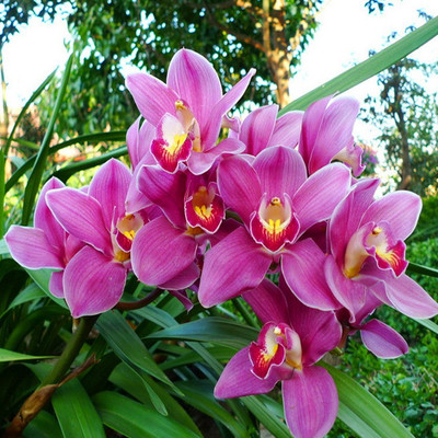 Redoak Cymbidium Orchid Dwarf Seeds - 100 seeds Seed(100 per packet)