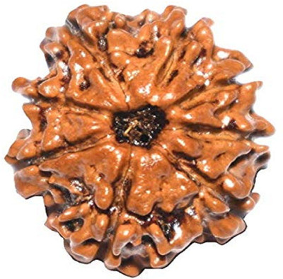 RUDRA UNIVERSE 8 mukhi rudraksha certified by vegga Wood