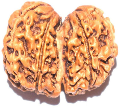 RUDRA UNIVERSE Gauri Shankar Rudraksha certified Wood