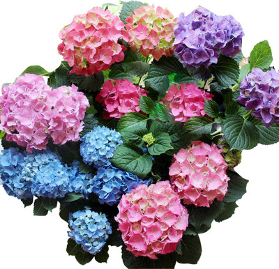 Redoak Multi Colour Hydrangea seeds - 100 Seeds Seed(100 per packet)