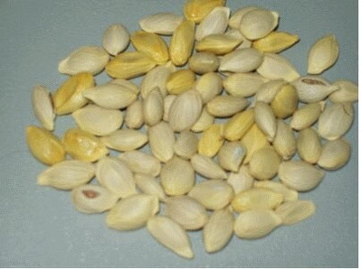 MGBN LEMON/NIMBU/CITRUS LIMON SEEDS -5 GM (150 SEED) Seed(150 per packet)