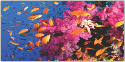 Jagvii 60 cm Life on sea level,Floor sticker Self Adhesive Sticker(Pack of 1)