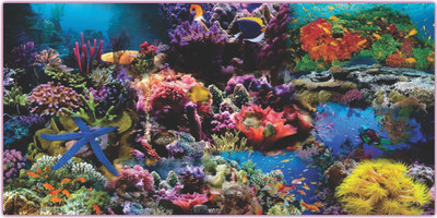 Jagvii 60 cm Sea level Self Adhesive Sticker(Pack of 1)