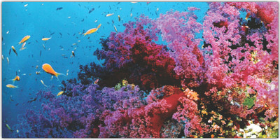 Jagvii 60 cm Life on sea level,Floor sticker Self Adhesive Sticker(Pack of 1)