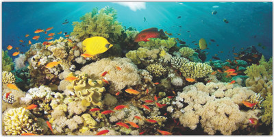 Jump up 60 cm Sea Level Self Adhesive Sticker(Pack of 1)