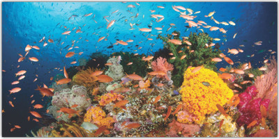 Jagvii 60 cm Life on sea level,Floor sticker Self Adhesive Sticker(Pack of 1)