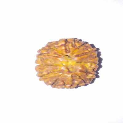 RUDRA UNIVERSE 12 mukhi natural rudraksha Wood