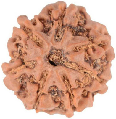 MORMUKUT 7 Mukhi Rudraksha Wood Pendant