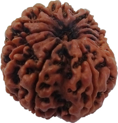 vinayakmoorti Twelve Mukhi 12 Mukhi Rudraksha For Childhren Man Women Pure Netural Original Rudraksha Lab Certified Beads Wood Locket