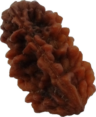 vinayakmoorti One Mukhi 1 Mukhi Rudraksha For Women Man Family Member God Idol Home Temple Netural Original Rudraksha Lab Certified Beads Wood Locket