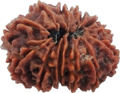 vinayakmoorti Twelve Mukhi 12 Mukhi Rudraksha For Man Women Children Pure Netural Original Rudraksha Lab Certified Beads Wood Locket