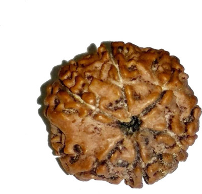 RUDRA UNIVERSE 7 mukhi rudraksha certified by vegga Wood