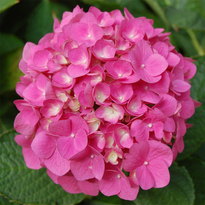 Redoak Dwarf Pink Hydrangea Seeds - 100 Pcs Seed(100 per packet)