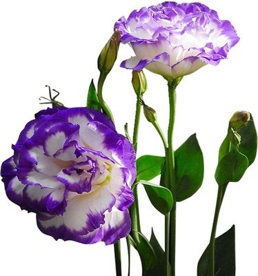Redoak Purple Eustoma Seeds - 100 Pcs Seed(100 per packet)