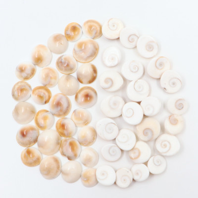 Parashara Arkam Gomti Chakra / Gomati Chakra / White Gomti Chakra / Original Premium Quality for Puja 12-15 mm - Set of 51 Pcs Stoneware Yantra(Pack of 51)