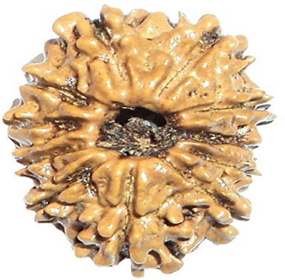RUDRA UNIVERSE 11 mukhi rudraksha certified Wood