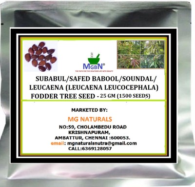 MGBN SUBABUL/SAFED BABOOL/SOUNDAL/LEUCAENA (LEUCAENA LEUCOCEPHALA) FODDER TREE SEED - 25 GM (1500 SEEDS) Seed(1500 per packet)