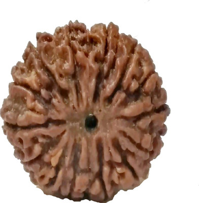 RUDRA UNIVERSE 14 mukhi rudraksha nepali original Wood