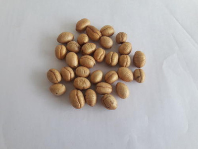 MGBN ASHOKA/NETTILINGAM/POLYALTHIA LONGIFOLIA TREE SEED - 100 GM (100 SEEDS) Seed(100 per packet)
