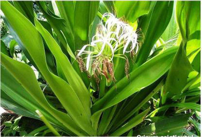 Ayansh Plants Sudarshan Medicinal Plant (Pack of 1, Herb)(Hybrid, Pack of 1)