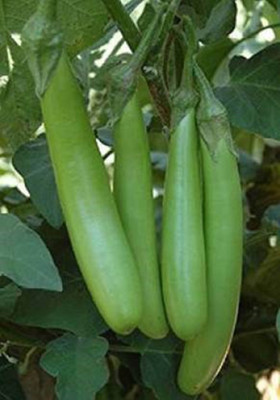 VINAYAKAUSHADHI Brinjal Seed(400 Seeds) Seed(400 per packet)