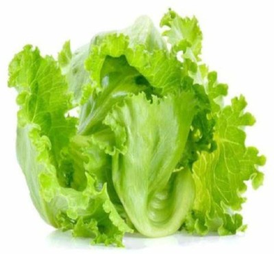 YOUNG STAR L45 LETTUCE ICE BERG Seed(100 per packet)