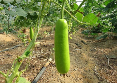 VINAYAKAUSHADHI Bottle Gourd (Dhari Loki) Hybrid Vegetables Seed(360 Seeds) Seed(360 per packet)