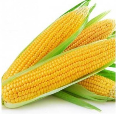 Pearlo SWEET CORN SEED(880 Seeds) Seed(880 per packet)