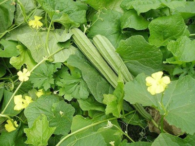 KANAYA Dhari Tori (Ridge Gourd) Hybrid Vegetable Seed(70 per packet)