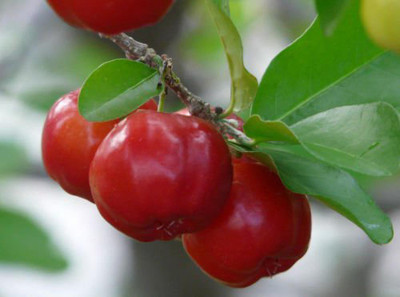 Arlo cherry Seed(1 per packet)