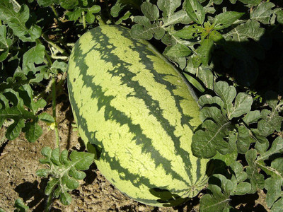 Mozette Hybrid Watermelon Seed(60 per packet)