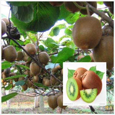 Biosnyg Kiwi Seeds (Actinidia arguta) Rare Cold-Tolerant Kiwi Fruit Seeds 25 Seeds Seed(25 per packet)